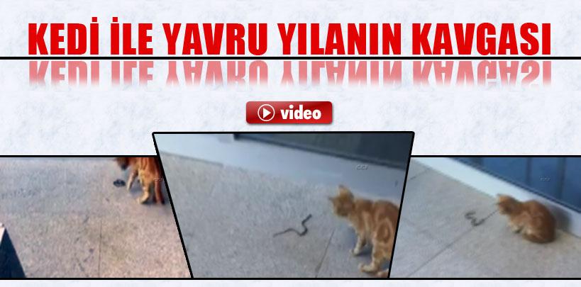 Yavru yılan ile kedinin kavgası amatör kamerada