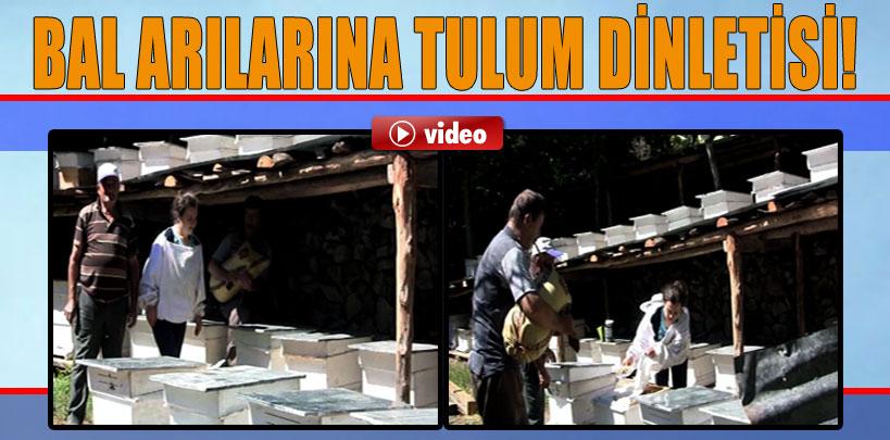 Artvin'de bal arılarını tulumla sakinleştiriyorlar