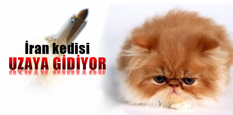 İran kedisi uzaya gidiyor