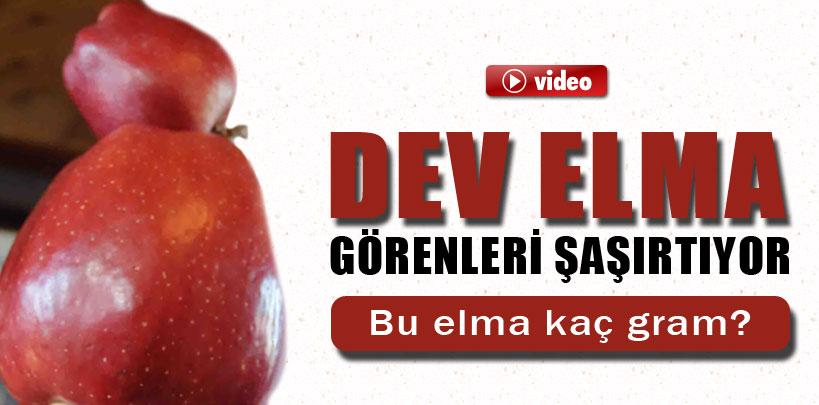 Isparta'da, dev elma görenleri şaşırtıyor