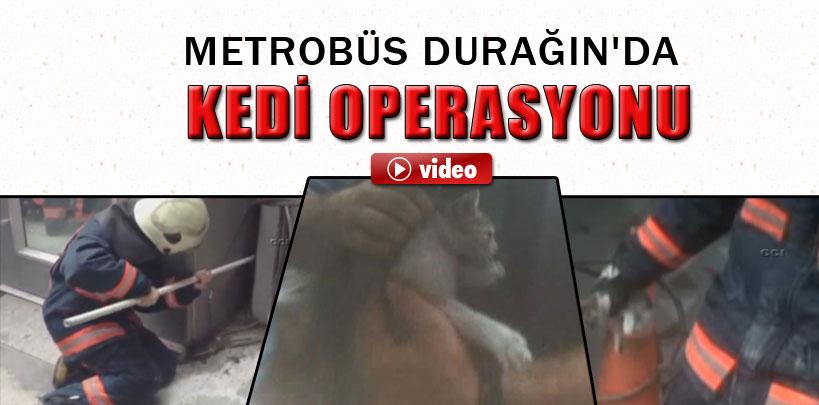 Metrobüs durağında kedi kurtarma operasyonu