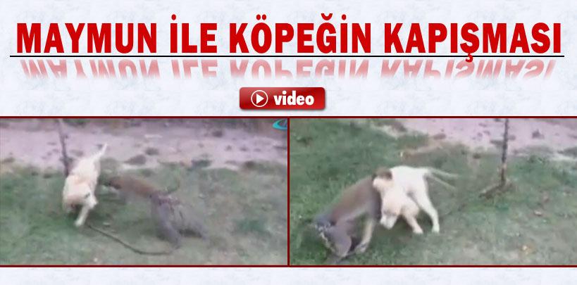 Maymun ile köpeğin kavgası