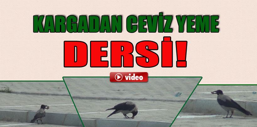 Kargadan ceviz yeme dersleri