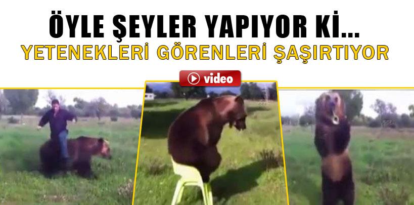 Rusya'da yetenekli bir evcil ayı