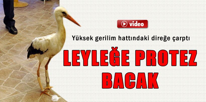 Ayaklarını kaybeden leylek protezle yeniden yürüdü