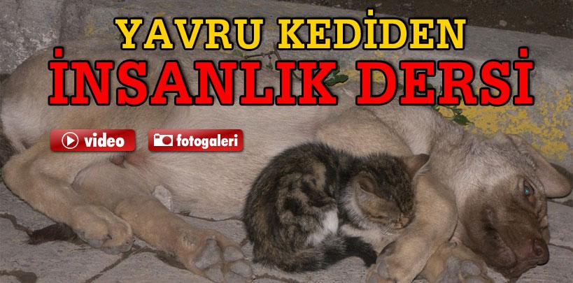 Yavru kedi yaralı köpeğin acısına orak oldu