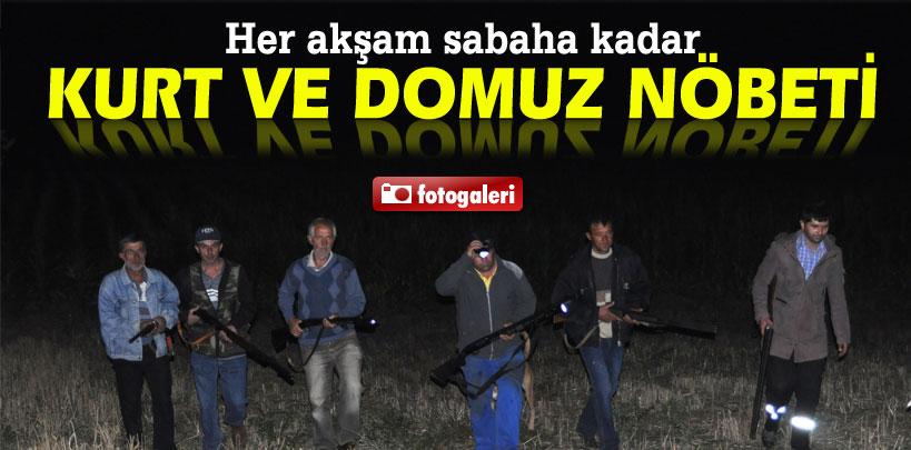 Tekirdağ'da kurt ve domuz nöbeti