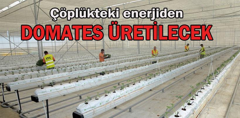 Çöplükteki enerjiden domates üretilecek