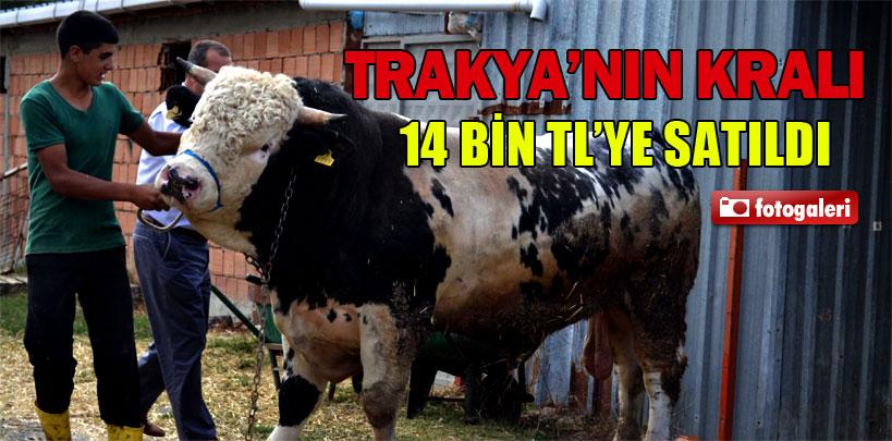 Trakya'nın kralı 14 bin TL'ye satıldı