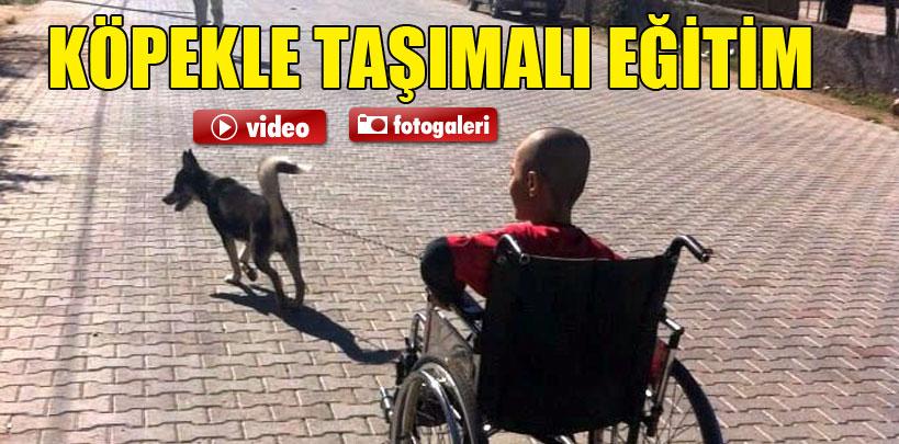 Köpeğinin çektiği tekerlekli sandalyeyle okula gidiyor