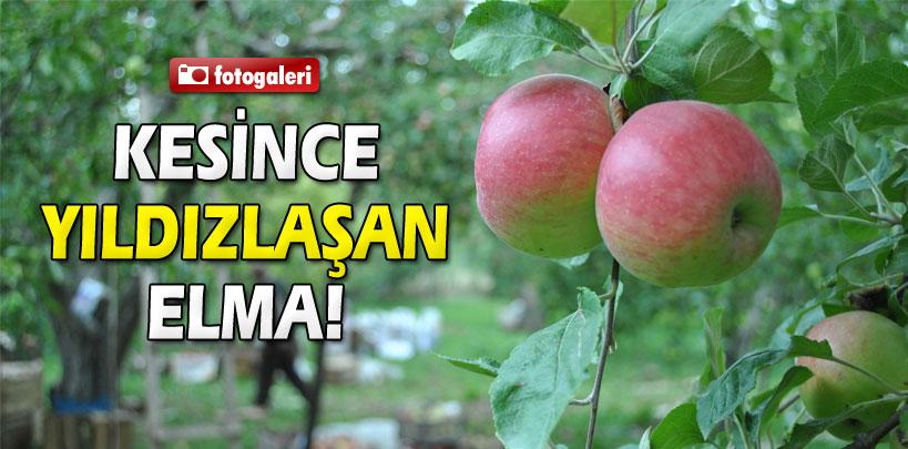 Kesince yıldızlaşan elma