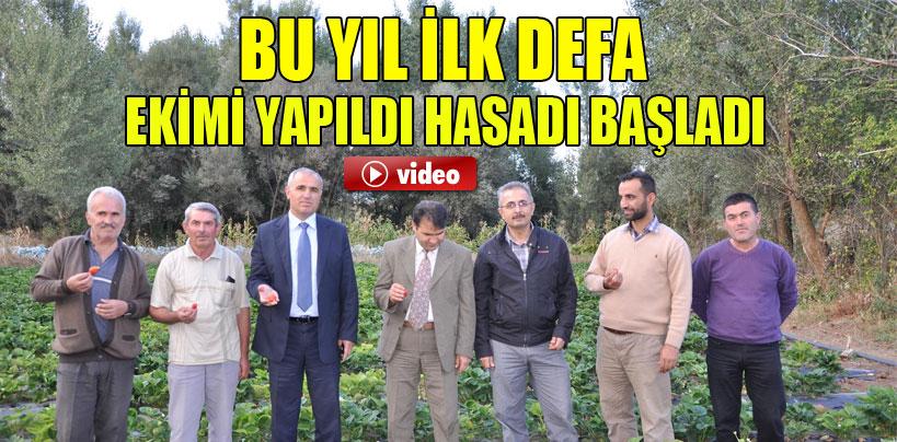 Yozgat'ta çilek hasadı başladı