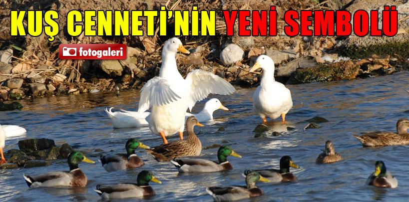 Kuş Cennetinin sembolü oldular