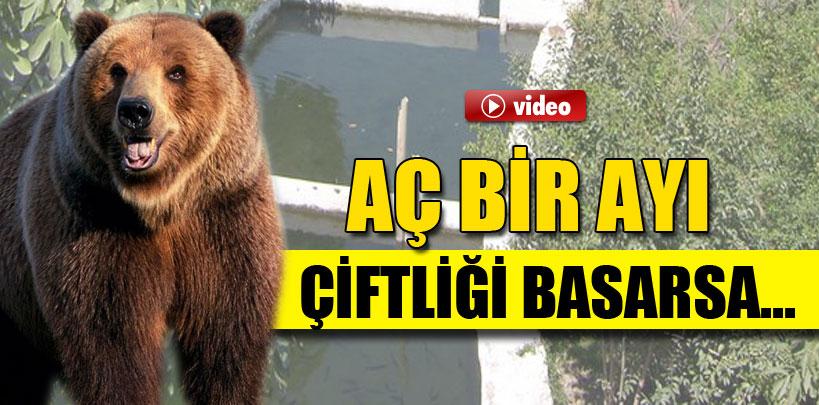 Rize'de aç bir ayı alabalık çiftliğini bastı