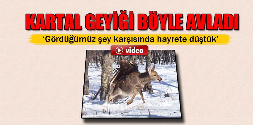 Rusya'da, kartal geyiği böyle avladı