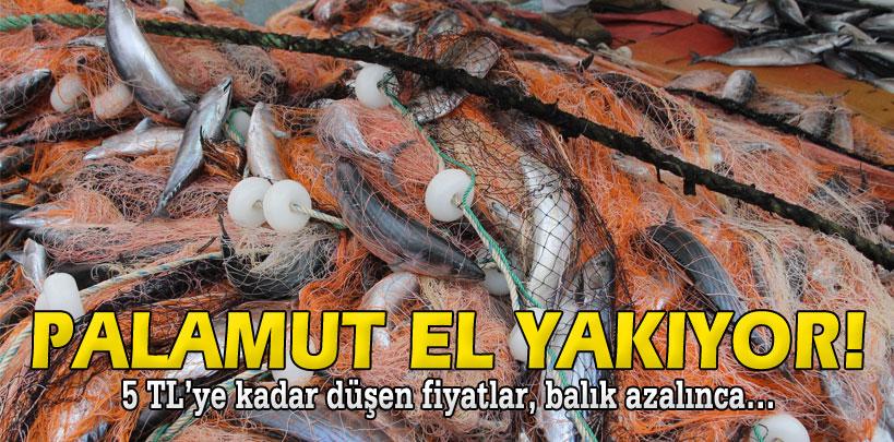 Palamut el yakıyor