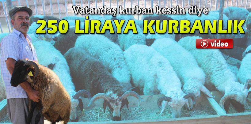 Adana'da 250 liraya kurbanlık