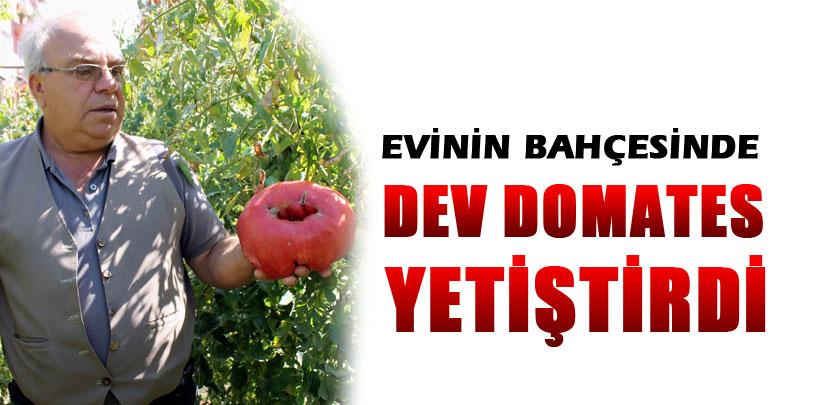 Evinin bahçesinde dev domates yetiştirdi