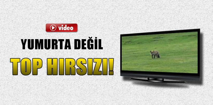 Bu tilki yumurta değil, top hırsızı