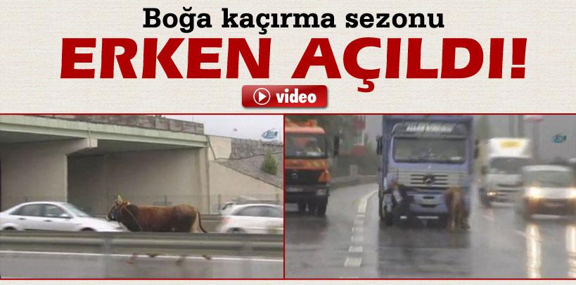 Kaçan boğa otoyolu birbirine kattı