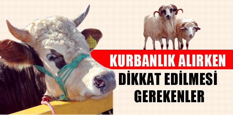 Kurbanlık alırken dikkat edilmesi gerekenler