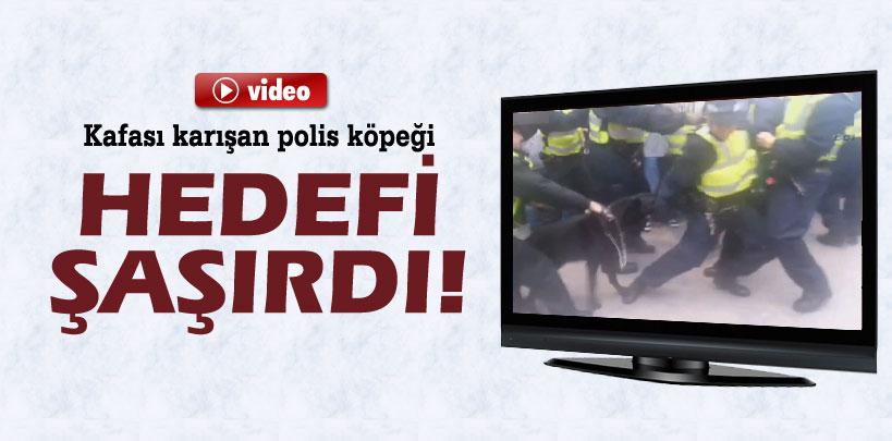 İngiltere'de polis köpeği polisi ısırdı