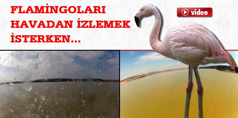 Flamingoları izlemek isterken denize düştü