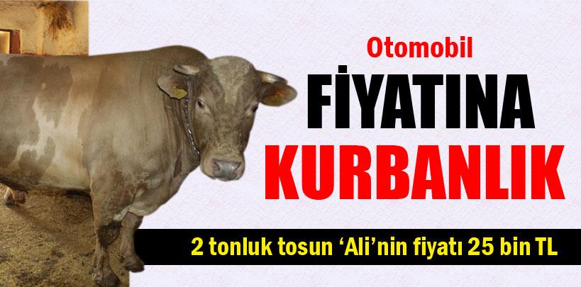 Bursa'da otomobil fiyatına kurbanlık