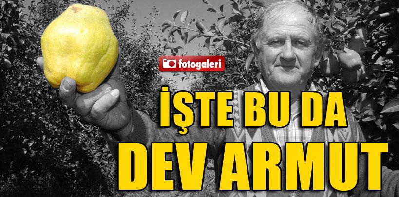 İzmir'deki dev armutlar görenleri şaşırtıyor