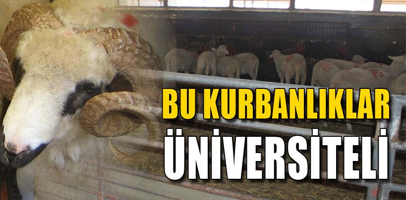 Bursa'da, üniversiteli kurbanlıklar