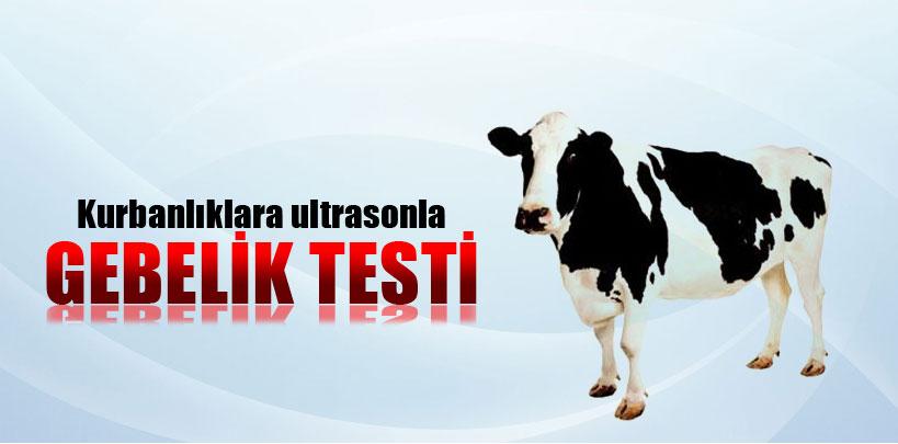 Kayseri'de kurbanlıklara ultrasonla gebelik testi