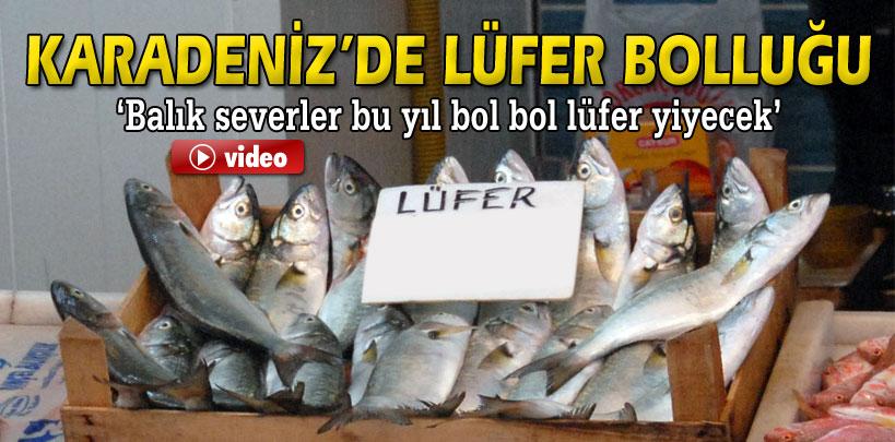 Karadeniz'de lüfer bolluğu