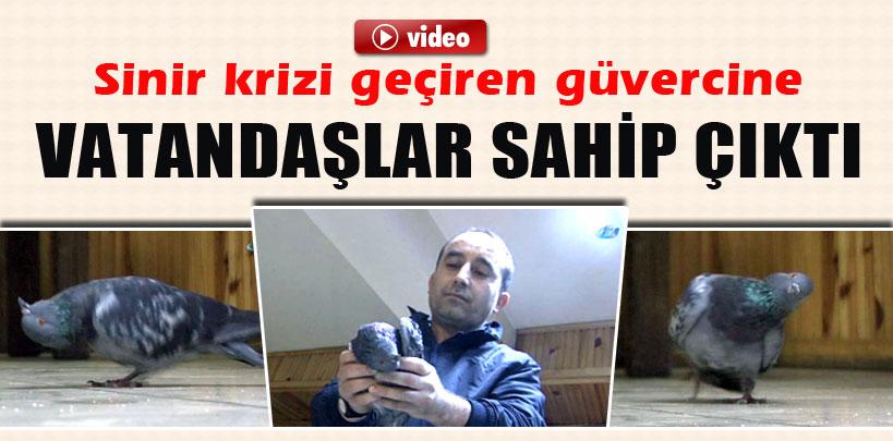 Sinir krizi geçiren güvercine vatandaşlar böyle sahip çıktı