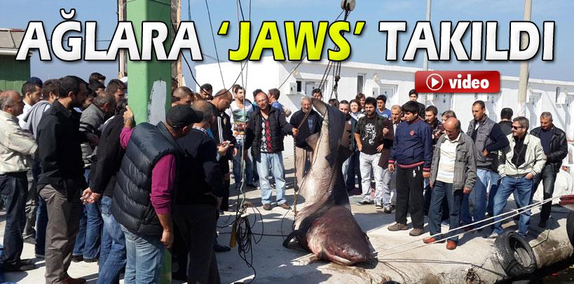 Yalova'da balıkçı ağına 1.5 tonluk Jaws takıldı