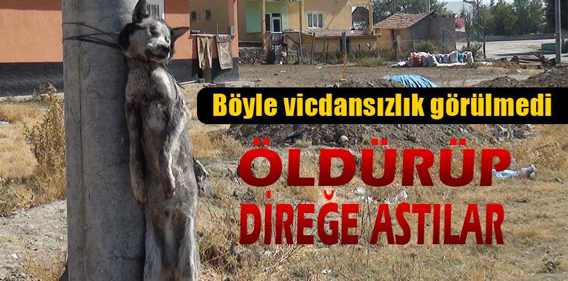 Köye inen kurdu öldürüp direğe astılar