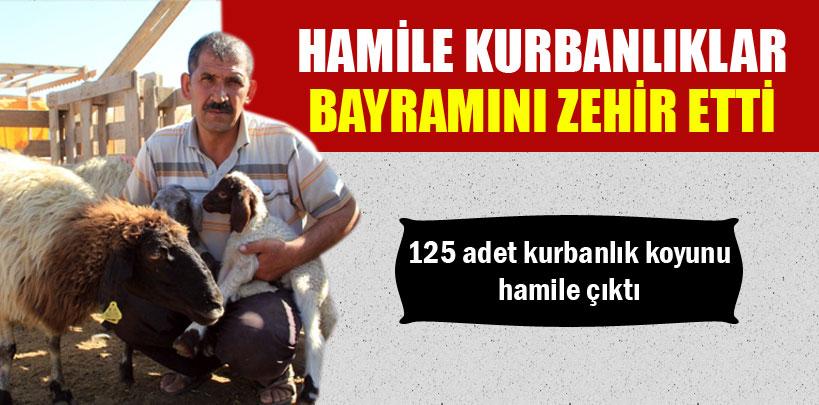 125 adet kurbanlık koyunu hamile çıktı