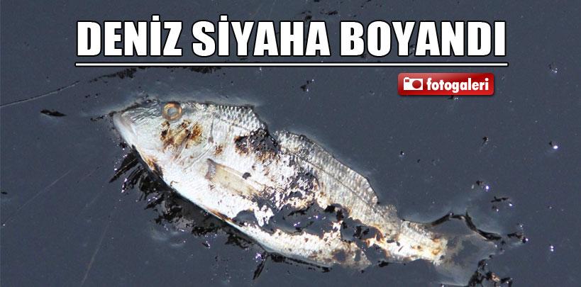 Deniz siyaha boyandı, balıkçılar isyan etti