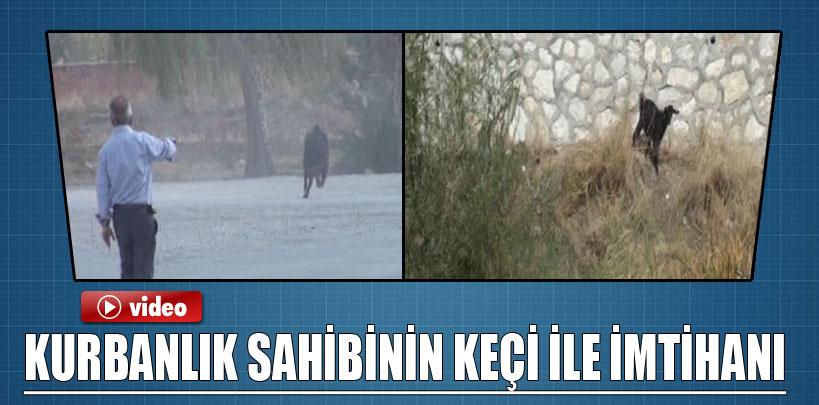 Sungurlu'da kaçan kurbanlık keçi sahibini peşinden koşturdu