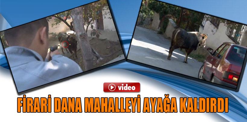 Ankara'da kaçan kurbanlık dana mahalleyi ayağa kaldırdı