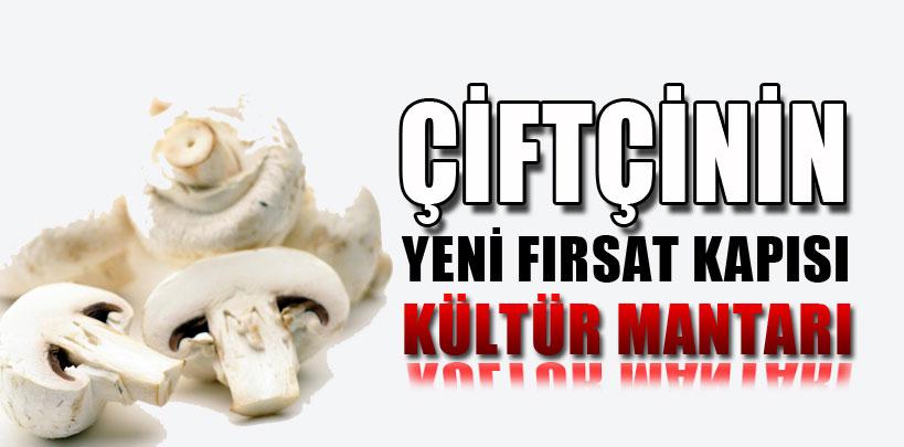 Çiftçi için yeni fırsat kapısı kültür mantarı üretimi