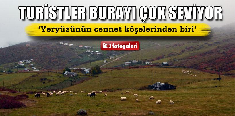 Ordu'da, Çambaşı Yaylası'na Arap ilgisi