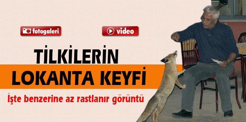 Tunceli'de tilkilerin lokanta keyfi