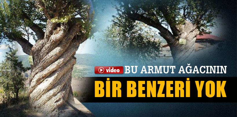 Burgulu armut ağacı görenleri şaşırtıyor