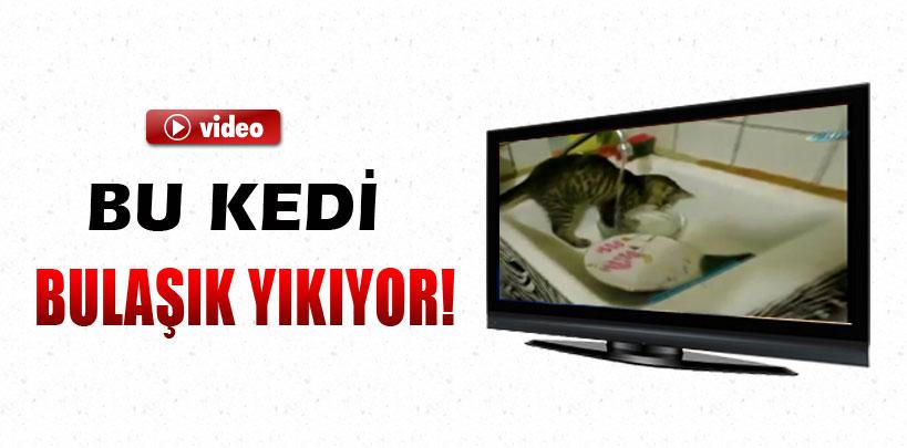 Bulaşık yıkayan kedi iş başında