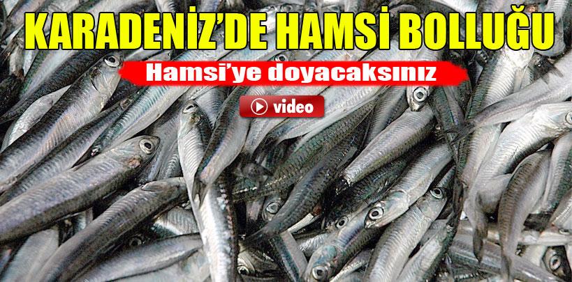 Karadeniz'den hamsi fışkırıyor