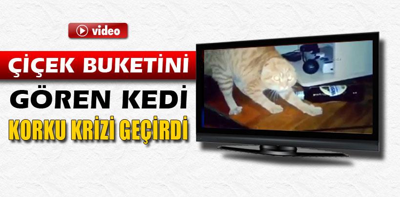 Kedinin çiçek buketine tepkisi