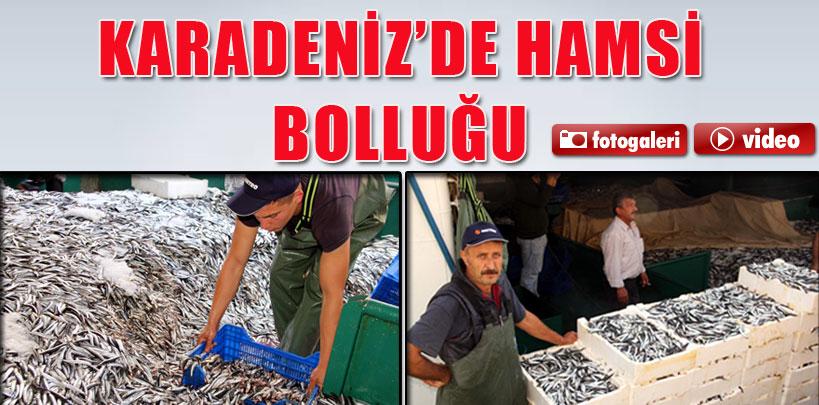 Karadeniz'de hamsi bolluğu