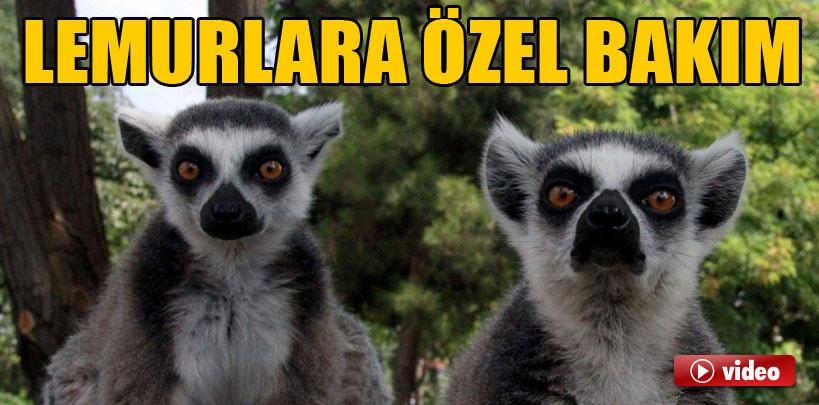 Nesli tükenen lemurlara özel bakım