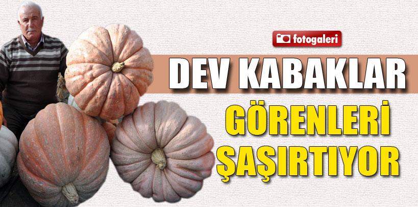 Yozgat'ta 100 kiloluk kabaklar görenleri şaşırtıyor