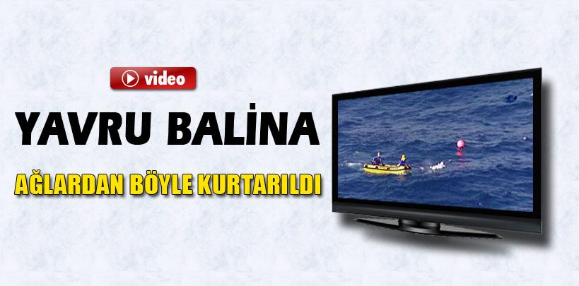 Avusturya'da yavru balina ağlardan böyle kurtarıldı